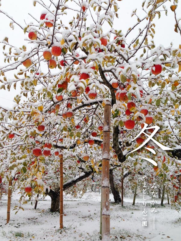 冬のりんご園